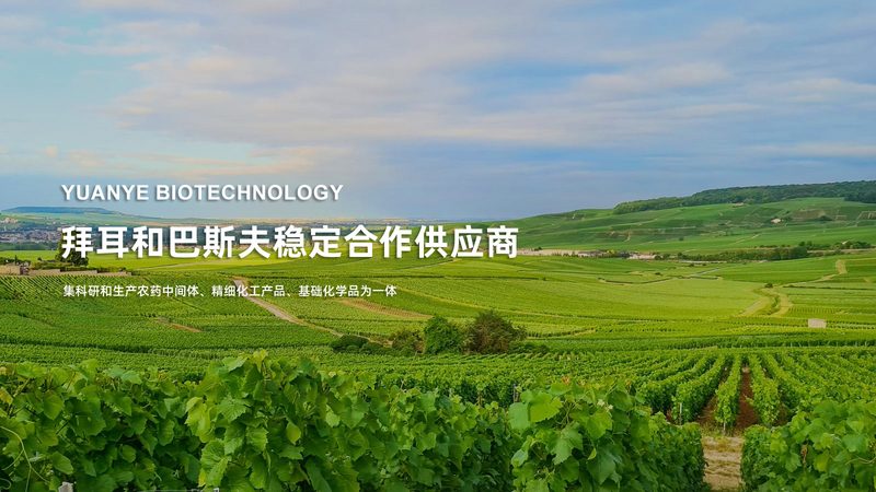定制精准，兔单抗引领未来：揭秘兔单克隆抗体定制方法**