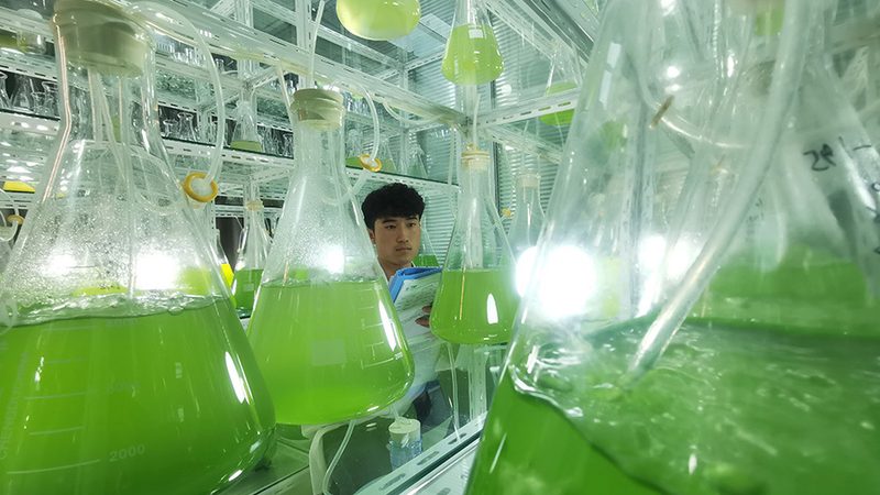 PCR引物合成：上海厂家的技术实力与行业格局